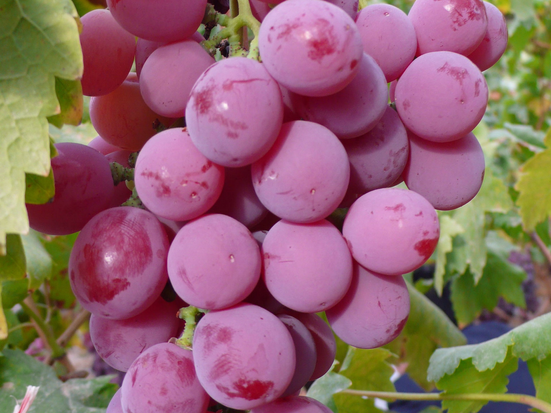 Explore The Collection Fruits Food Grapes