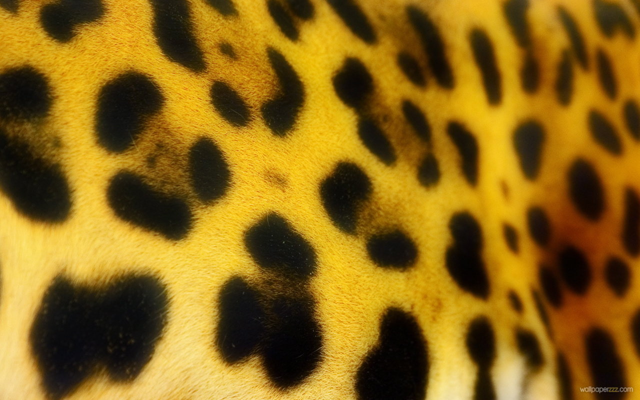 Leopard Fur Widescreen Wallpaper