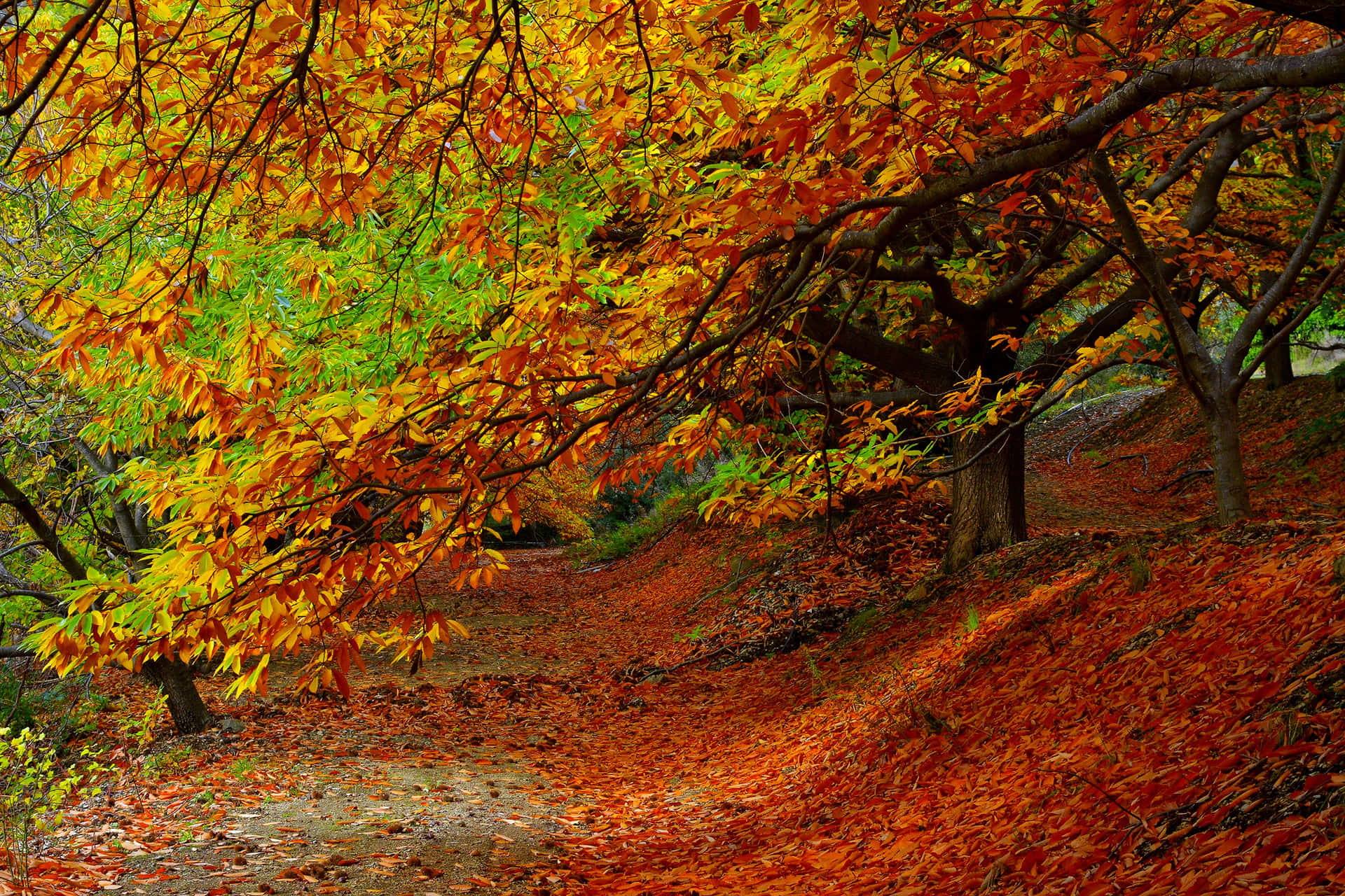 Capturing A Beautiful Glimpse Of Autumn Foliage In Its Full Wallpaper