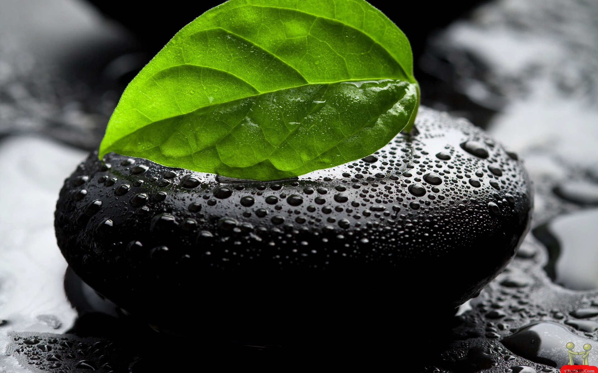 Green Leaf On Black Stone HD Wallpapers Free Download