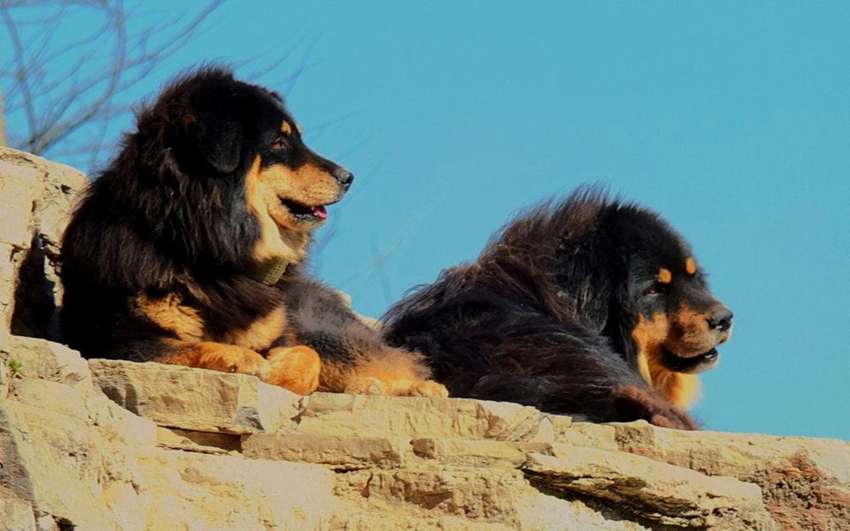 The Tibetan Mastiff HD Wallpaper Atlas Equipment Nikon D90