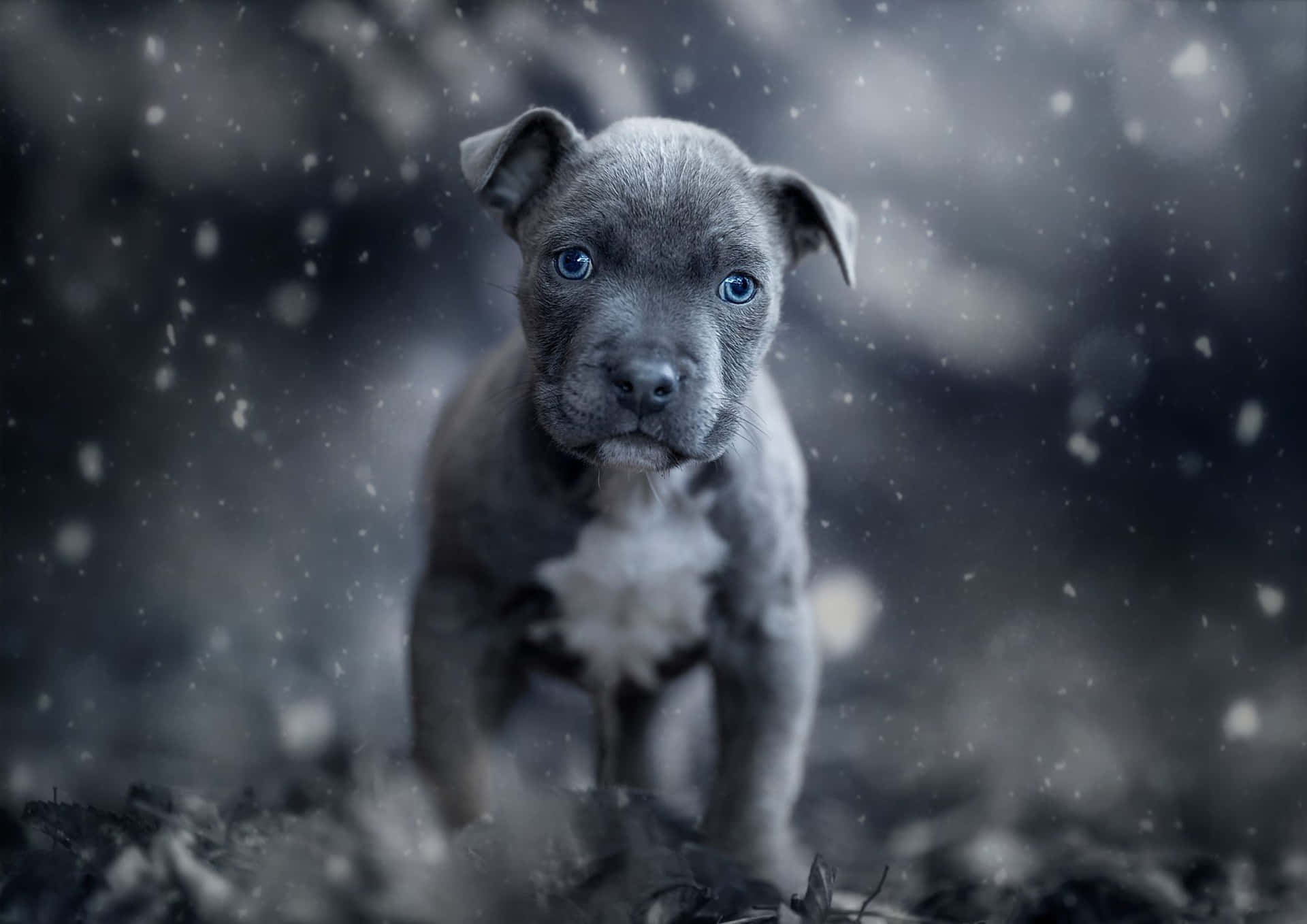 Black Pitbull Wallpaper