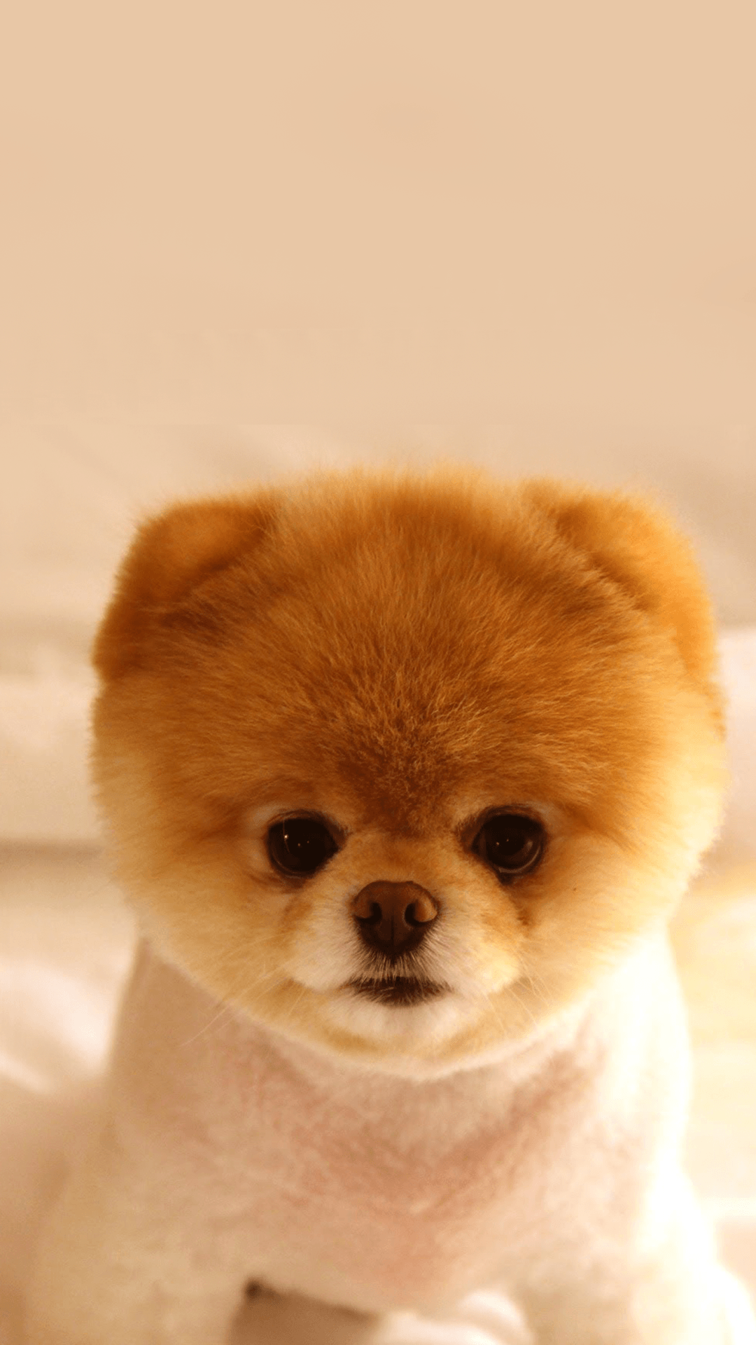 Cute Puppy iPhone Wallpaper Top