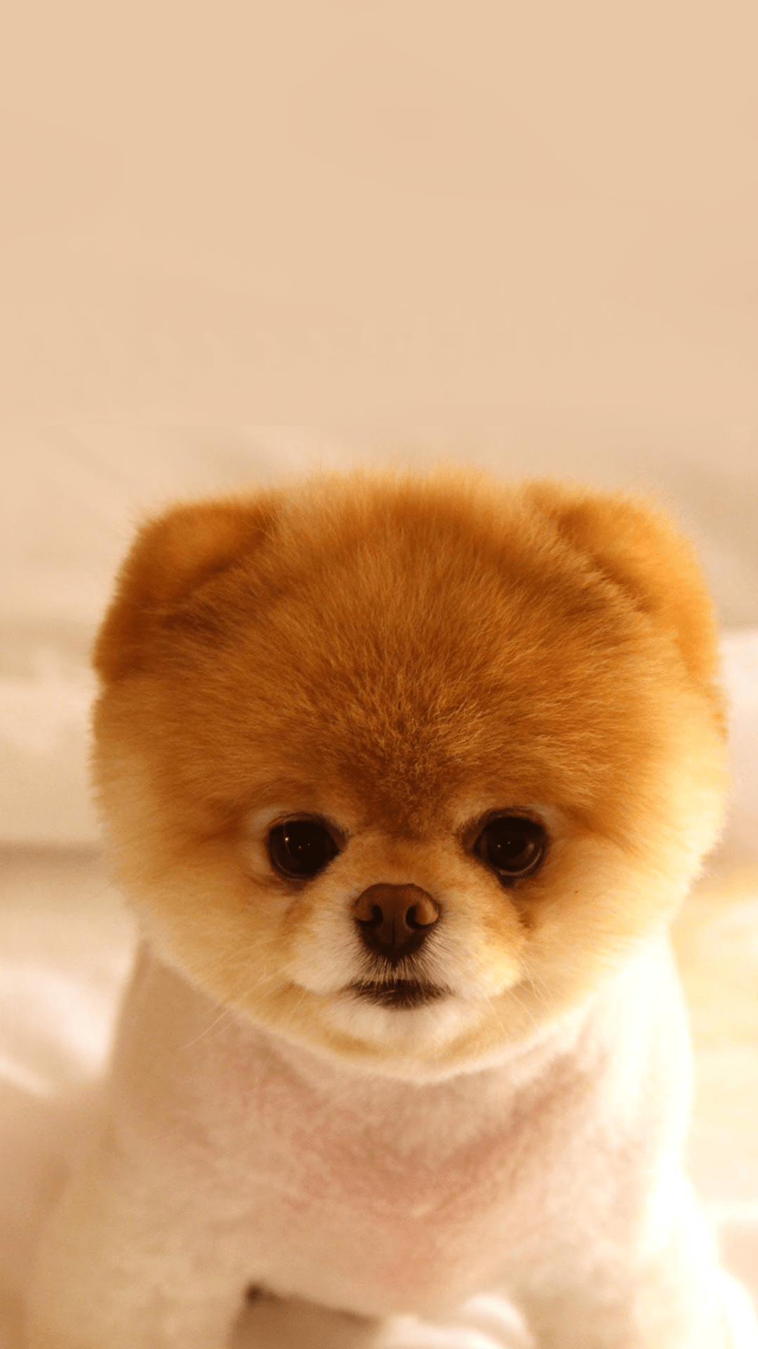  Download Puppy Cute Wallpaper Home Screen Dog Cuteanimals By