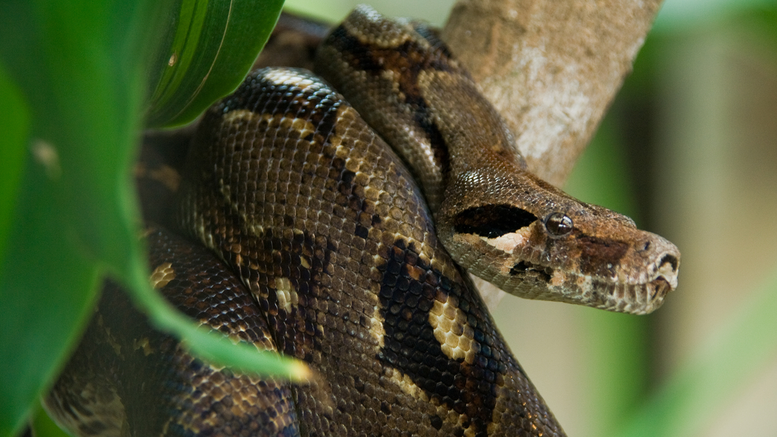 Most Ed Anaconda Wallpaper