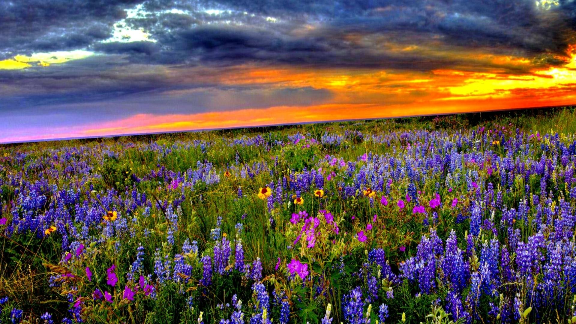 Purple Flower Sky Sunset Field Nature HD Wallpaper
