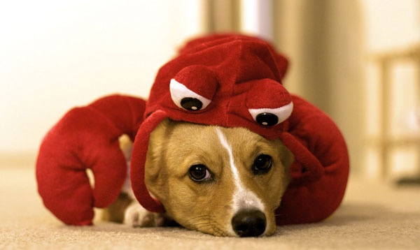 Funny Corgi Lobster Is A Costume This Totally