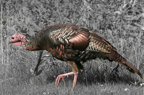 Wild Turkey Photos Pictures