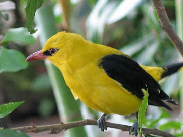 Golden Oriole Photos And Wallpaper Collection Of The