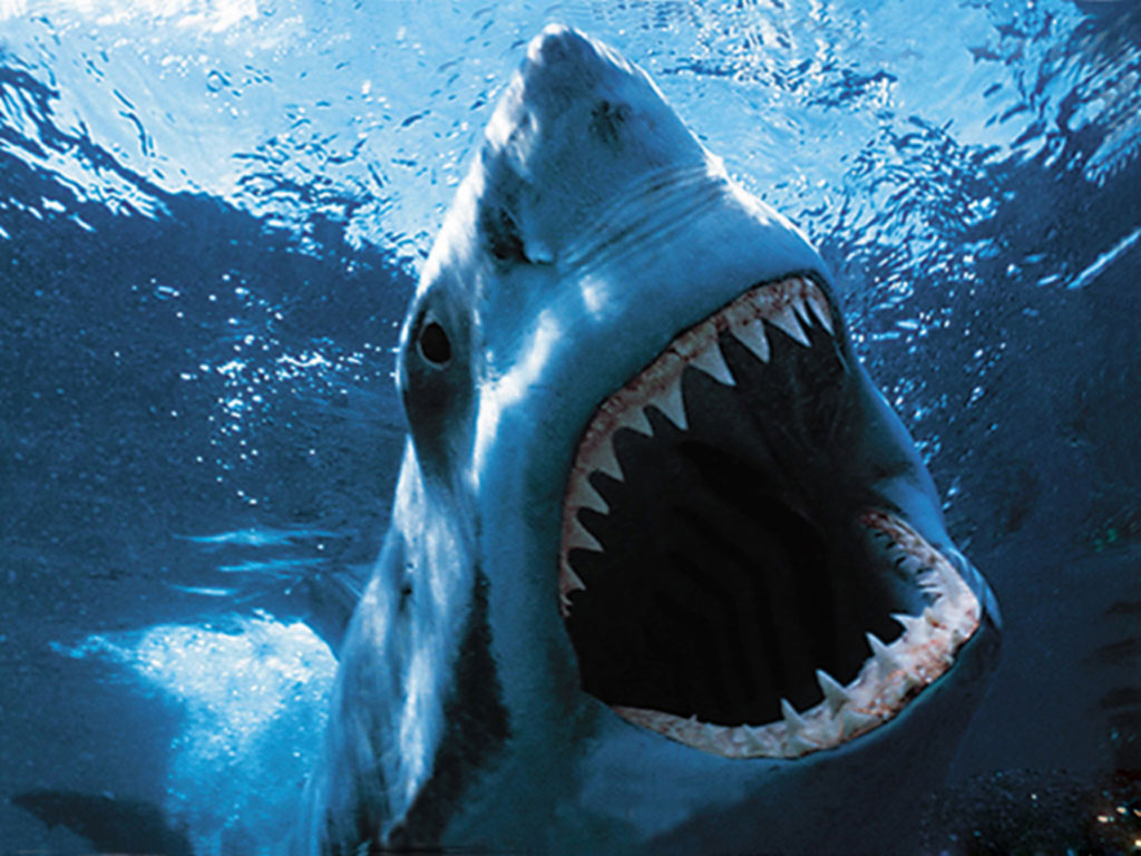 Sharks Wallpaper For iPhone Of