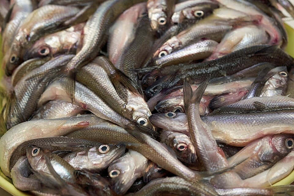 Fresh Smelt Fish Pile Wallpaper