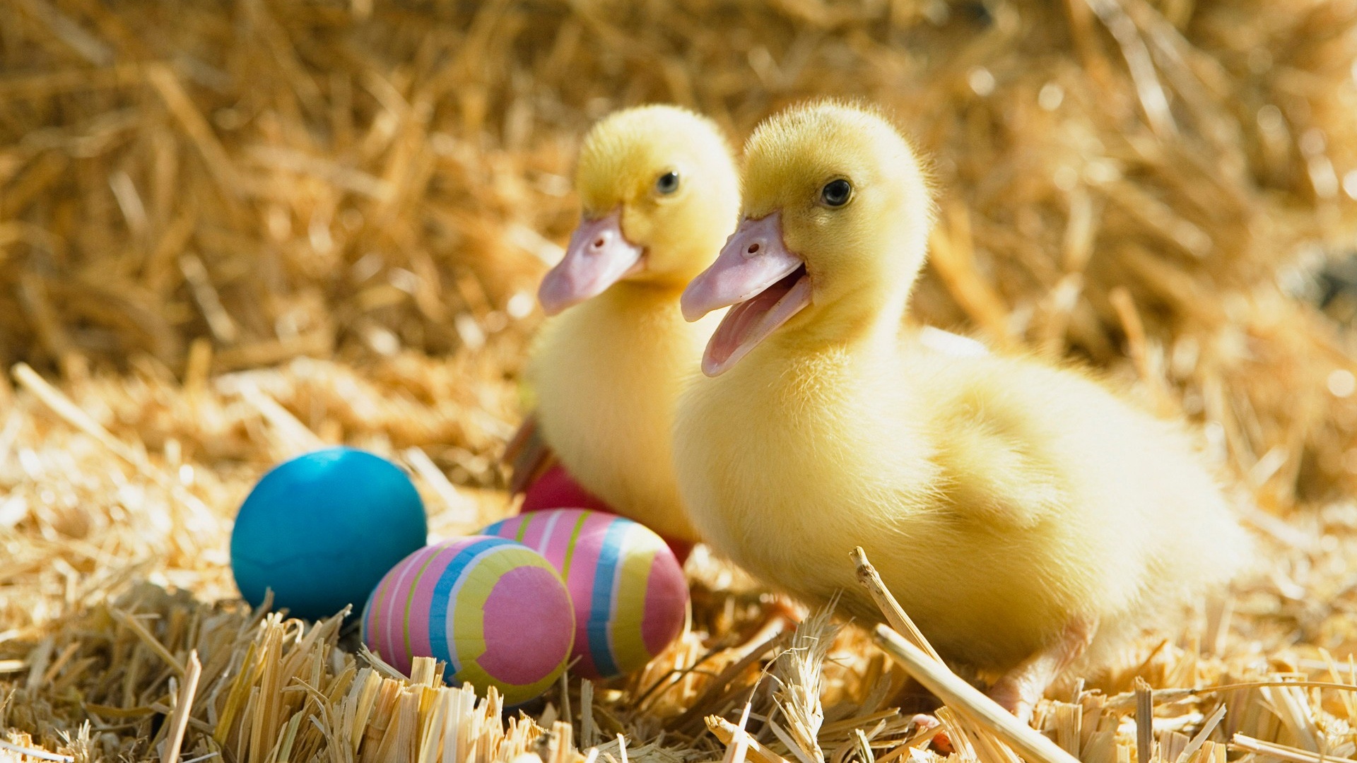 Ducklings And Easter Eggs Desktop Pc Mac Wallpaper