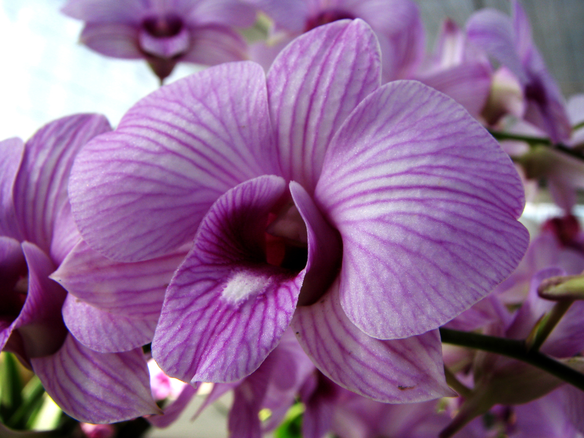 Purple Orchids Wallpaper HD
