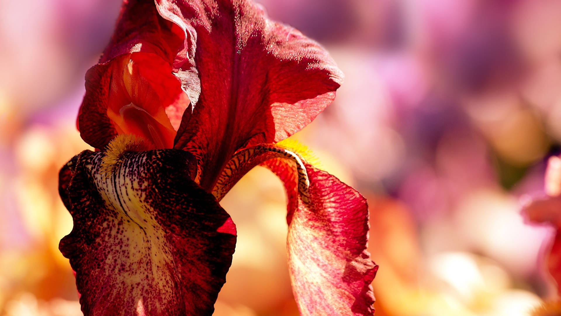 Bearded Iris Flower 7xrmztnojbyg6vx4 Wallpaper