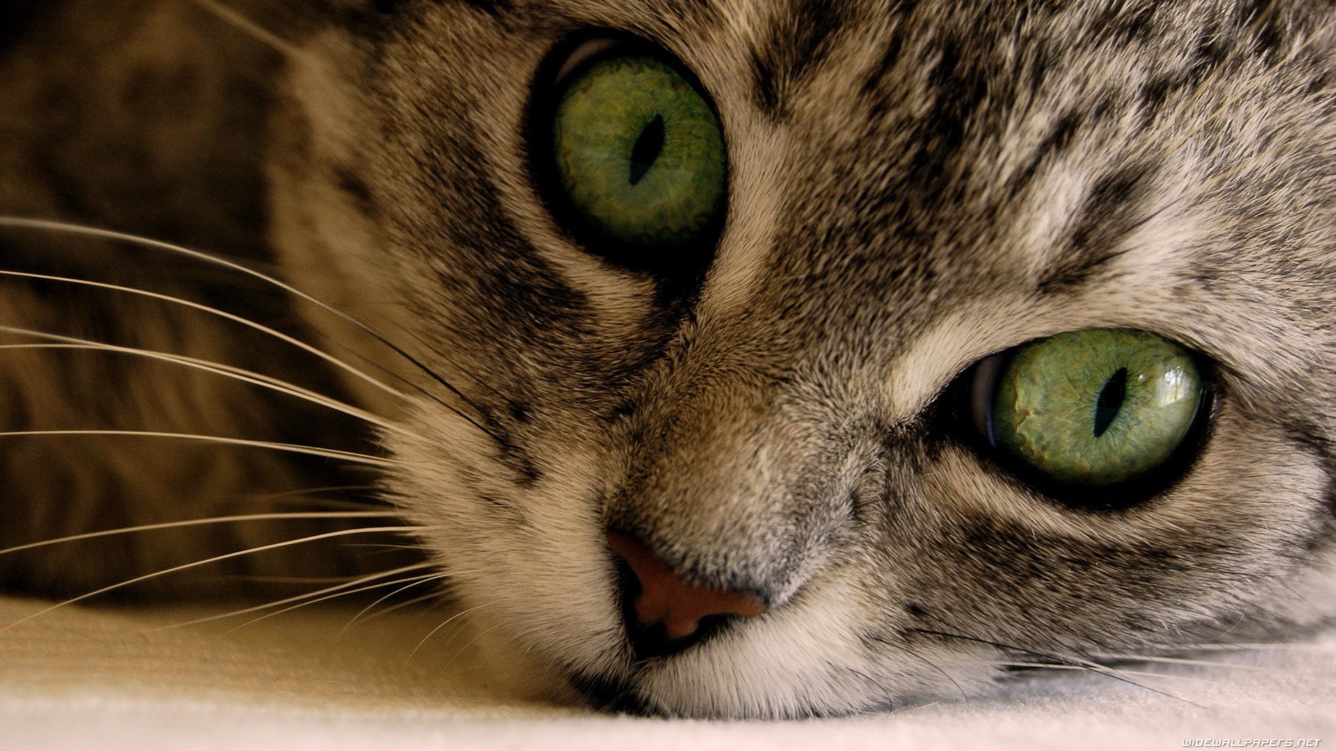 Eyes Cats Wallpaper Animals Green