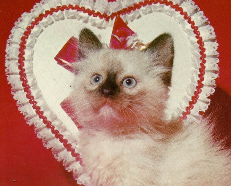 Valentine Animal Wallpaper - Wallpapersafari