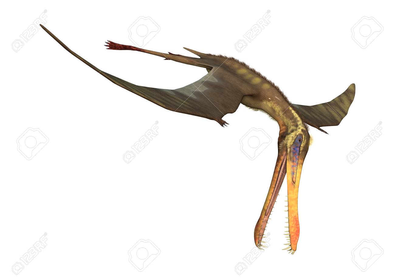 3d Rendering Of A Pterodactyl Anhanguera Isolated On White