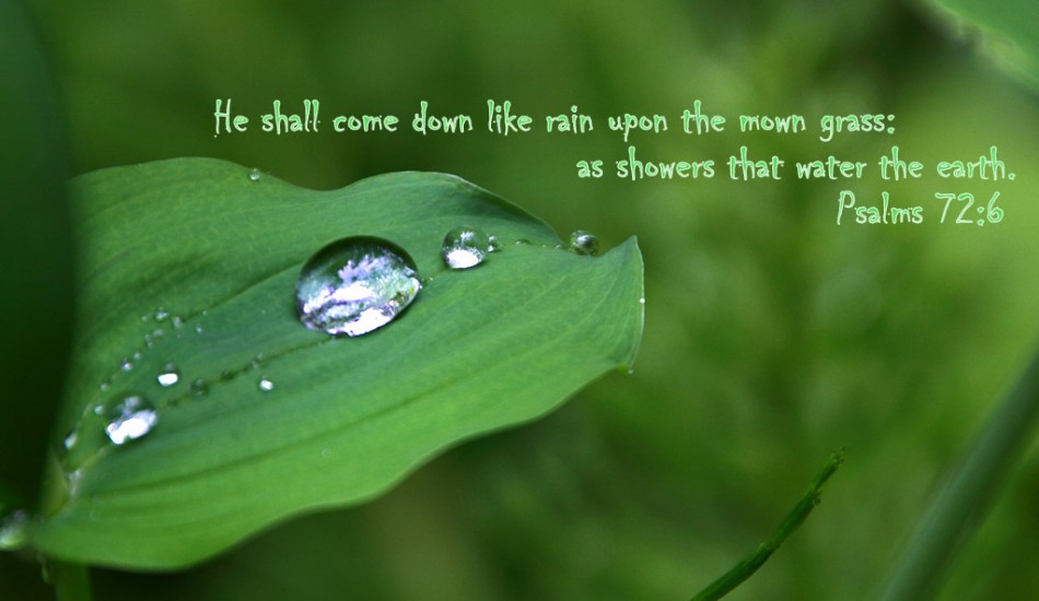 Leaf Wallpaper With Bible Verse Jpeg