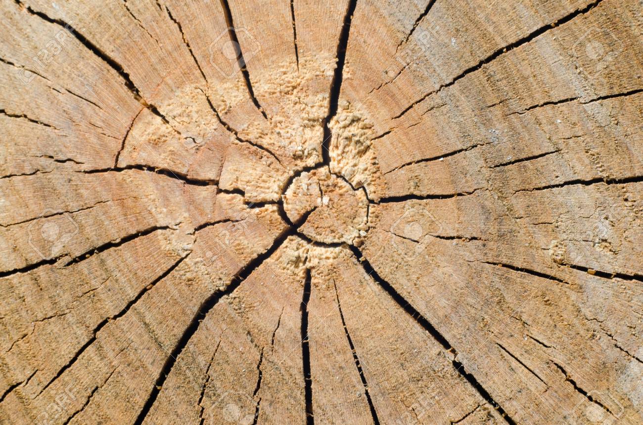 [36+] Stump Backgrounds on WallpaperSafari