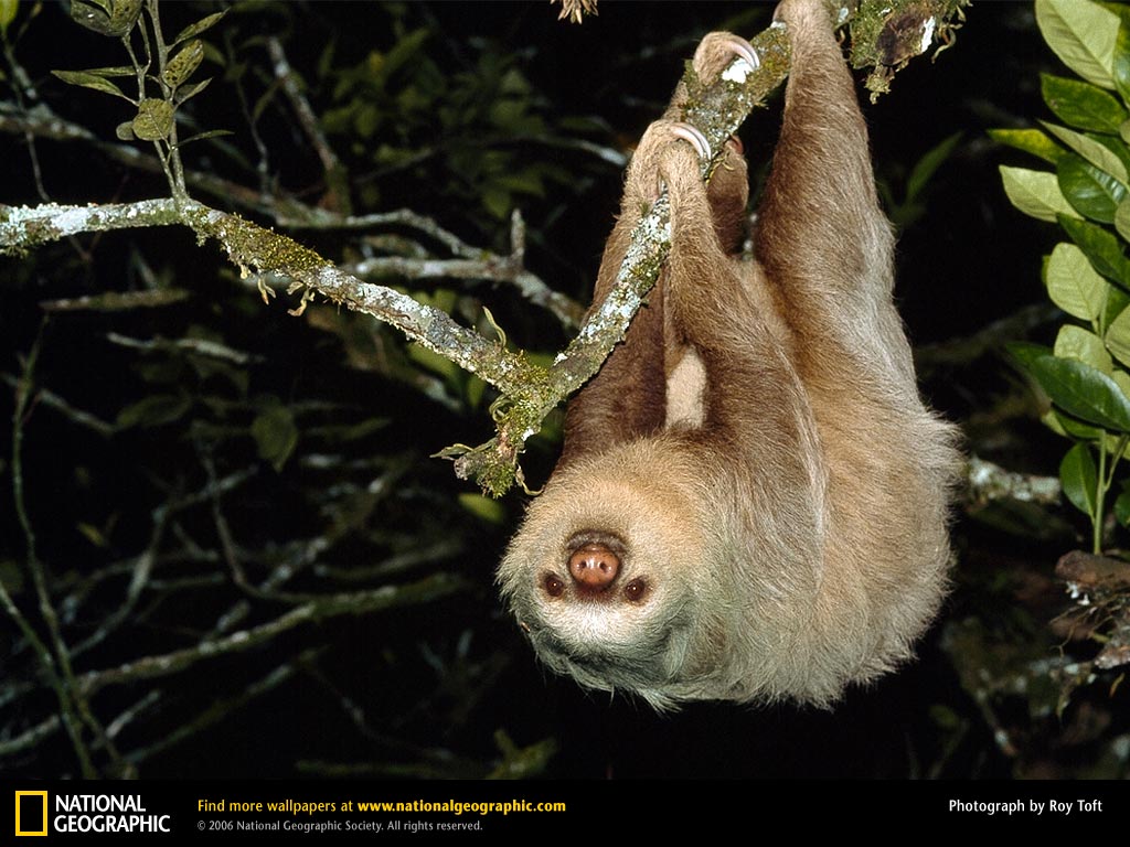 Sloth Picture Desktop Wallpaper