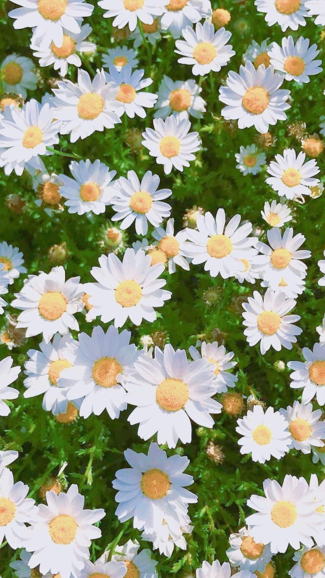 Daisy Aesthetic Wallpaper