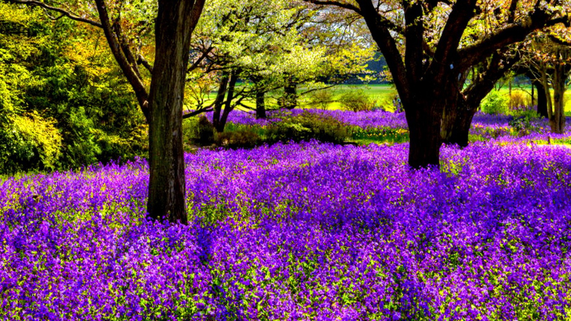 Purple Flowering Tree Wallpaper