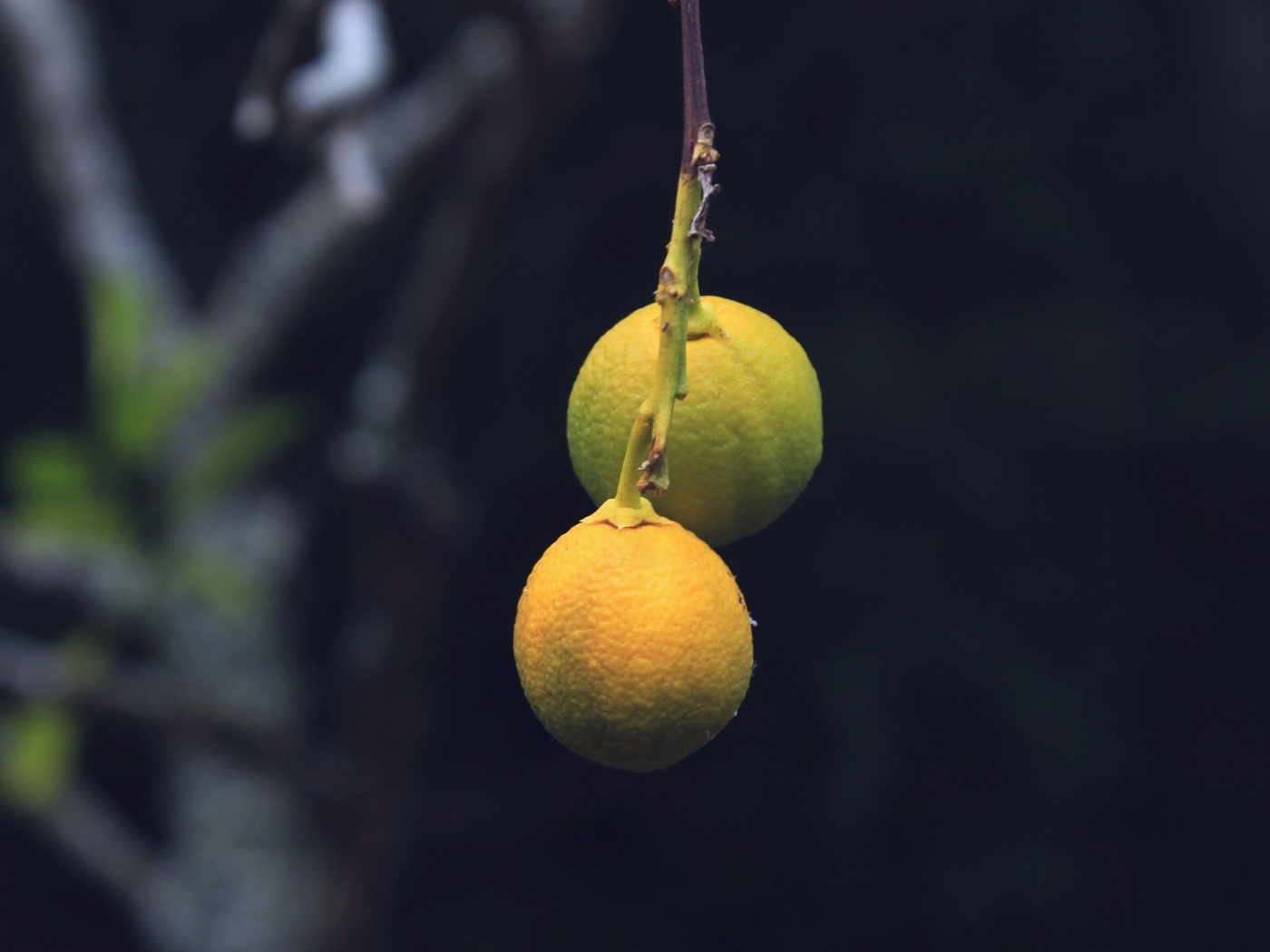 Wallpaper Lemons Citrus Branch
