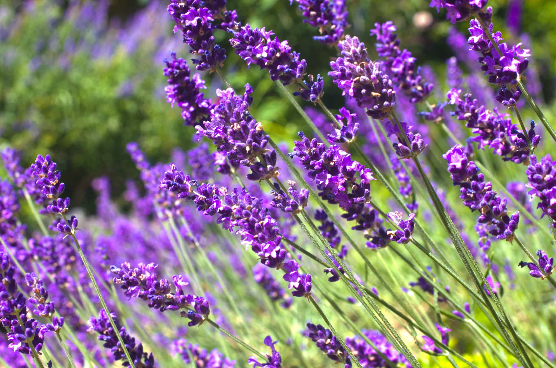 Purple Licorice Wallpaper