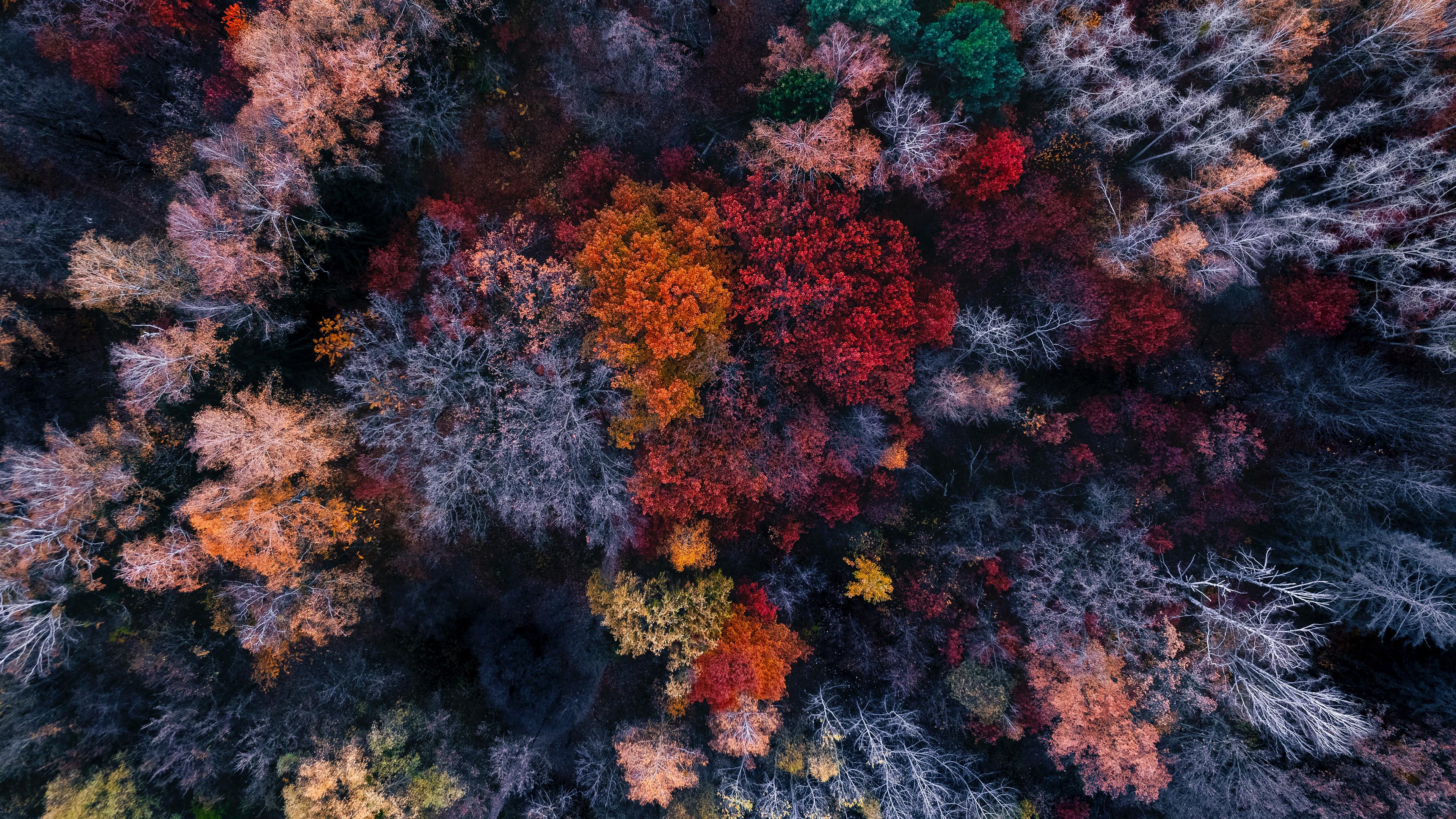 Autumn Colourful Trees Aerial Forest Nature 4k Wallpaper