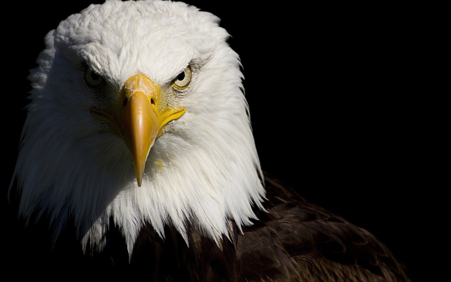 American Eagle Puter Desktop Wallpaper Pictures Image