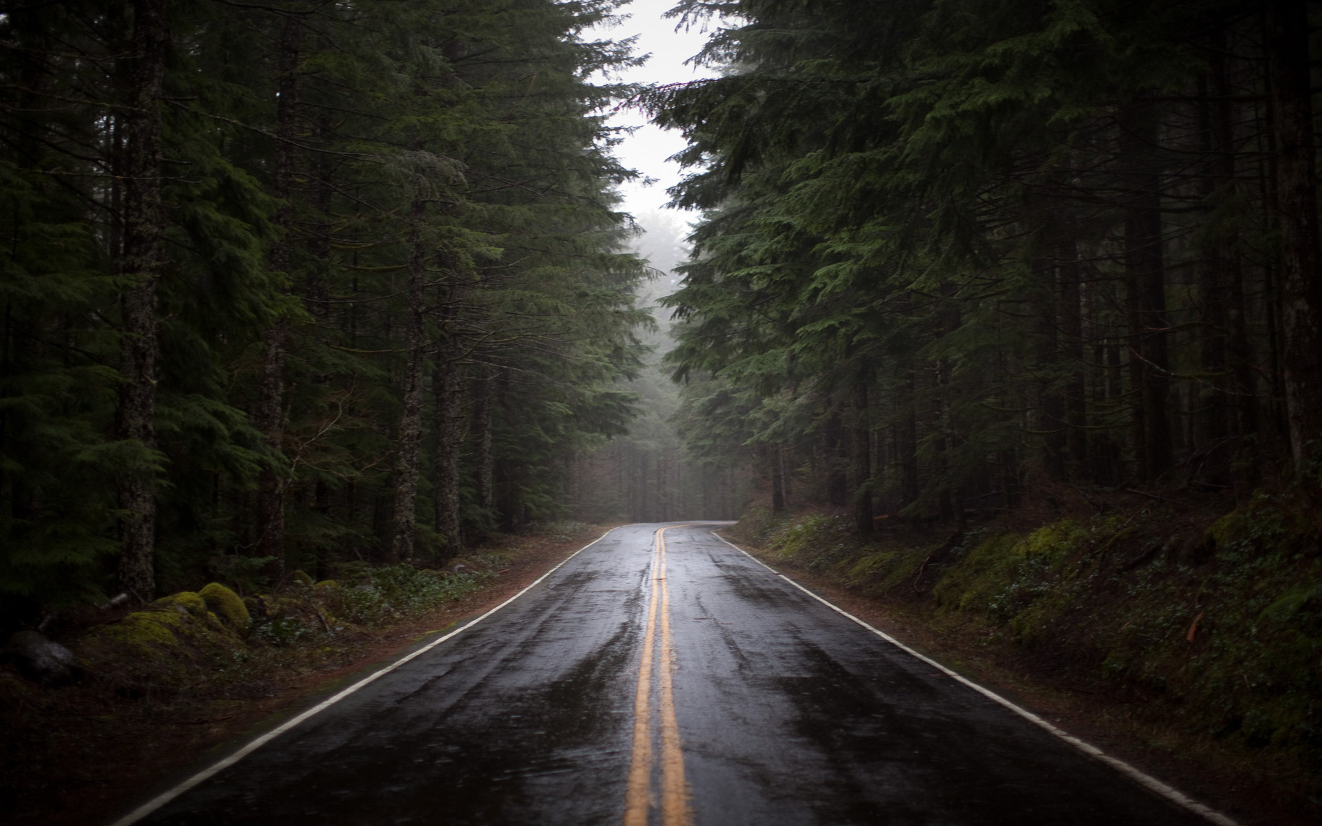 Wallpaper Forest Road Rain Fog Humidity Pine Morning Desktop