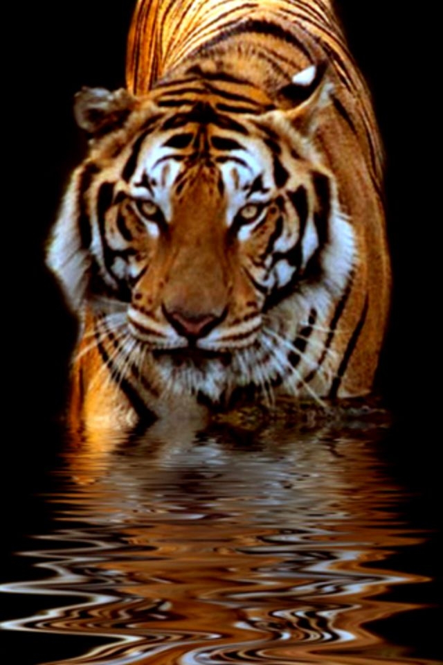 Tiger 1125x2436 Resolution Wallpapers Iphone XSIphone 10Iphone X