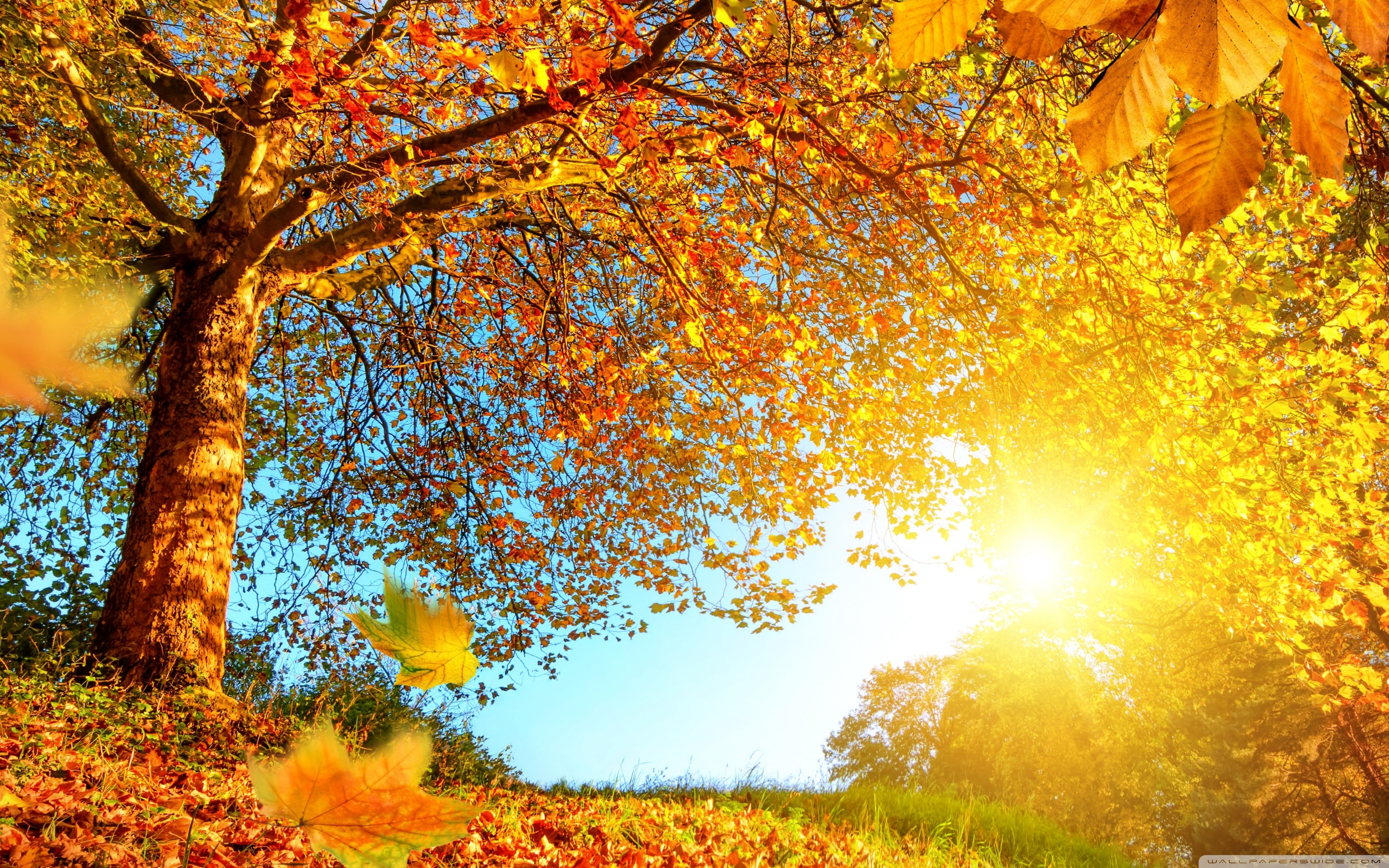Beautiful Autumn Landscape 4k HD Desktop Wallpaper For Ultra
