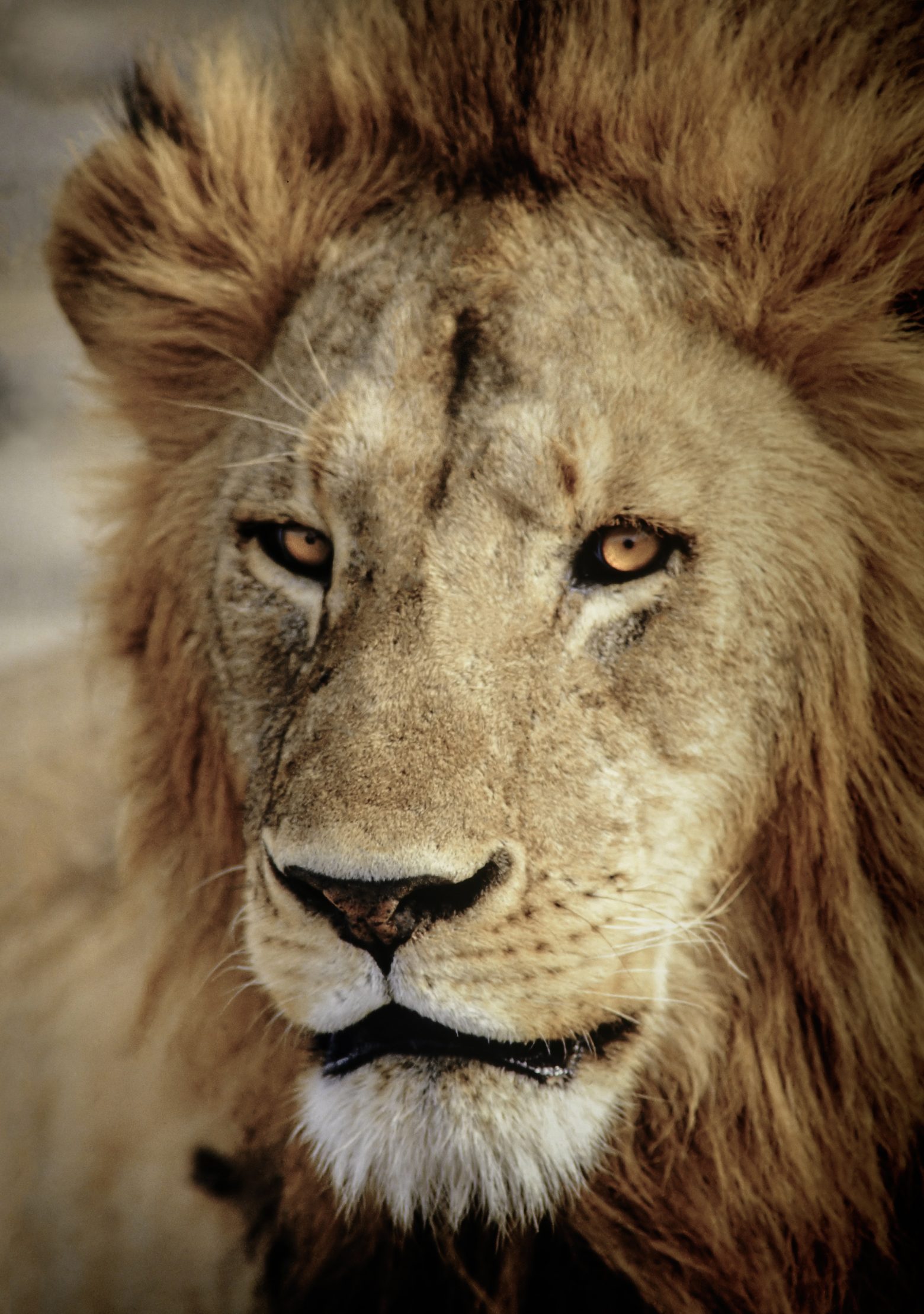 Lion Head Profile Wallpaper