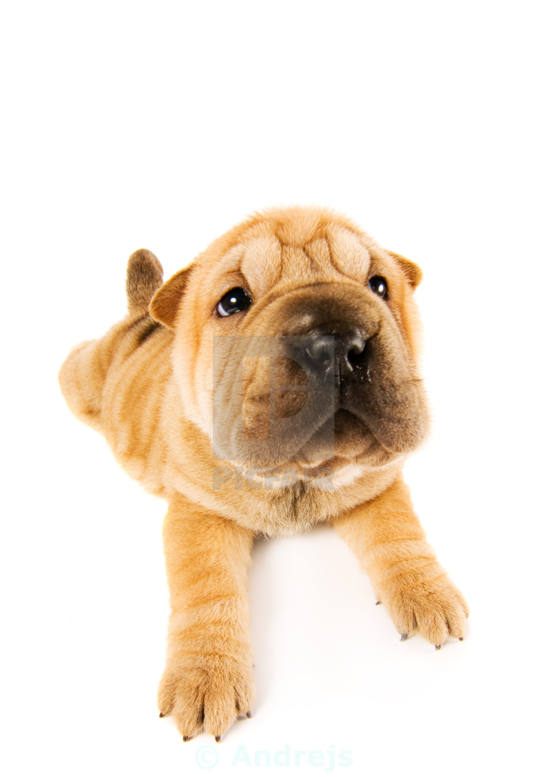 Funny Sharpei Puppy Isolated On White Background Studio Shot