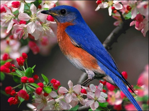 Spring Bird springtime wallpaper