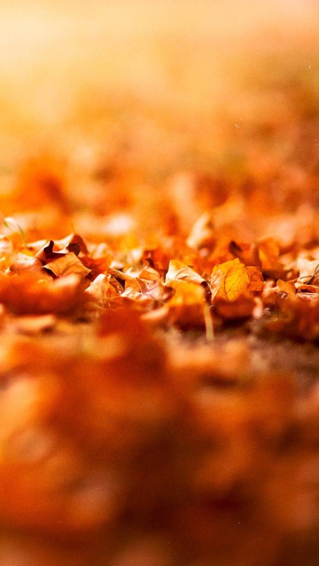 Autumn Withered Leaves Wallpaper   Free iPhone Wallpapers