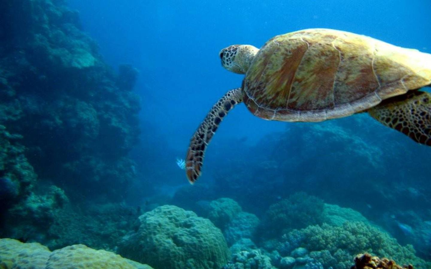 Animals Sea Turtle Wallpaper