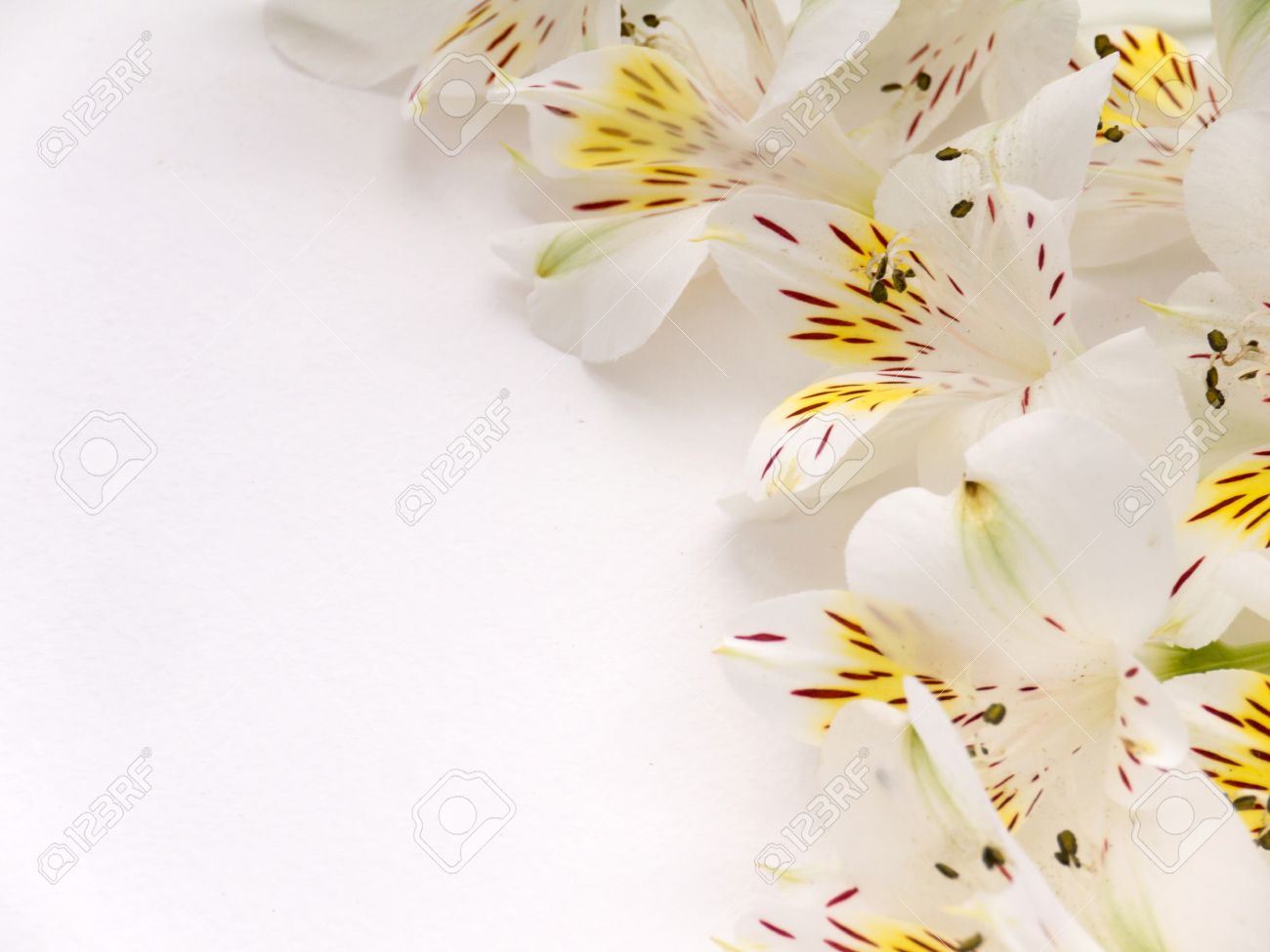 Alstroemeria Flowers On The Right Side Of White Background Stock