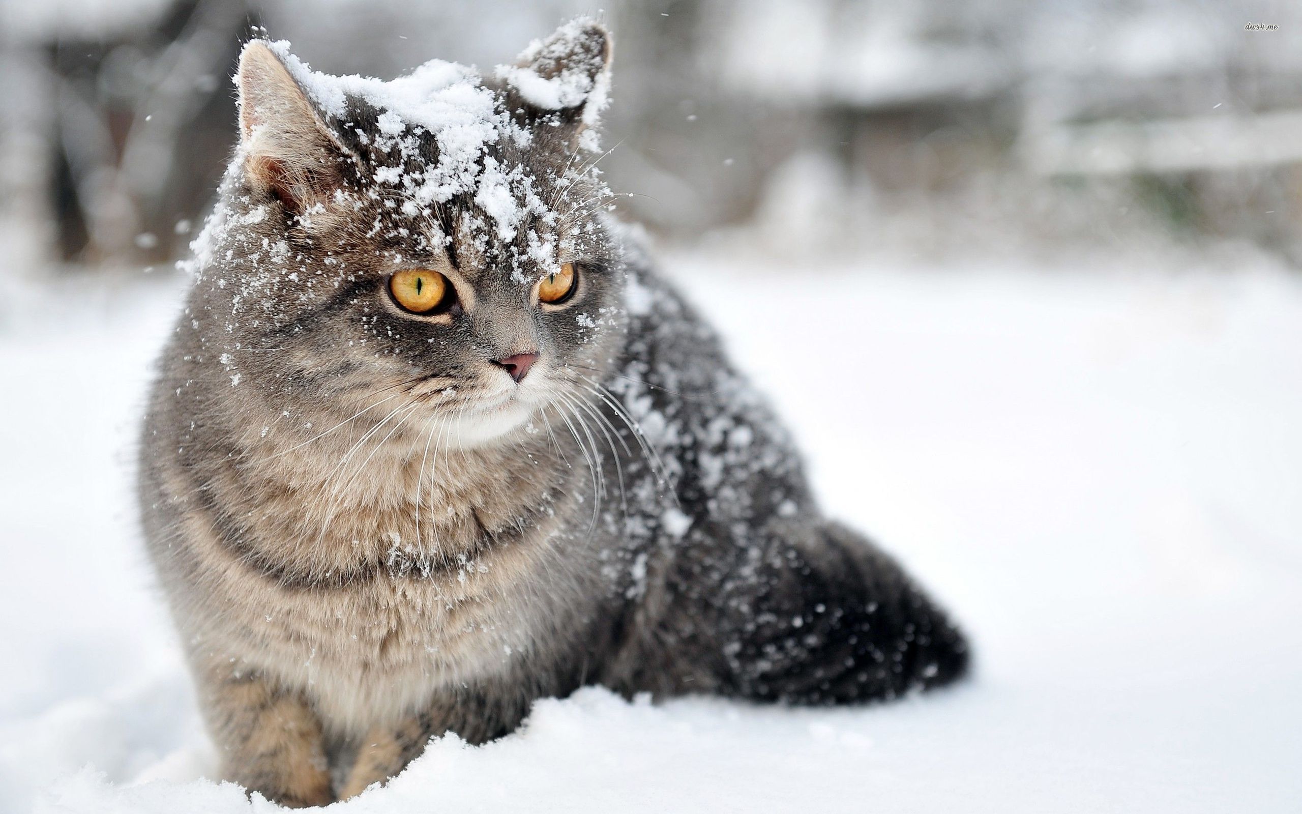 Cat In The Snow Wallpaper Animal