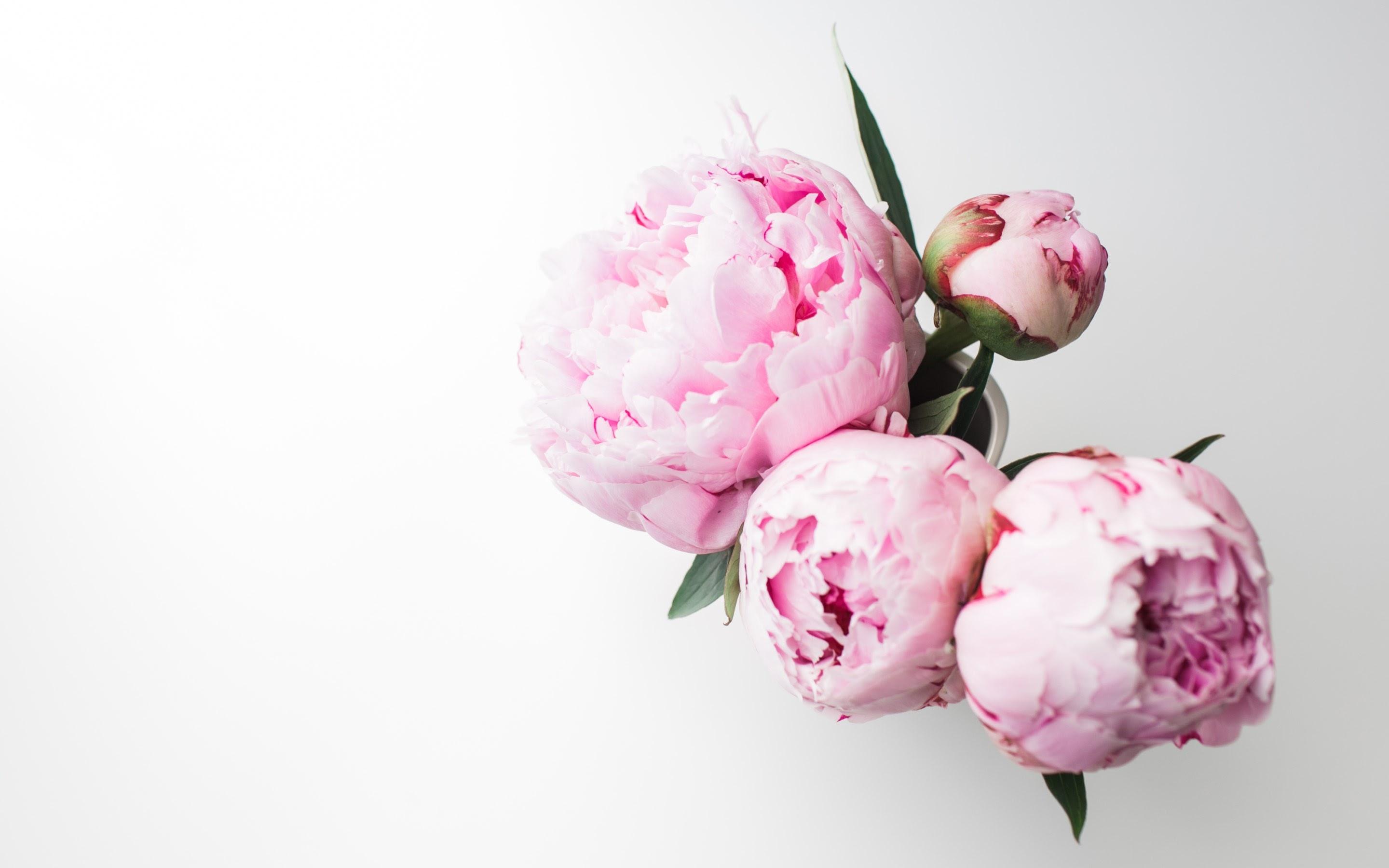 Bouquet Of Peonies HD Wallpaper 4k