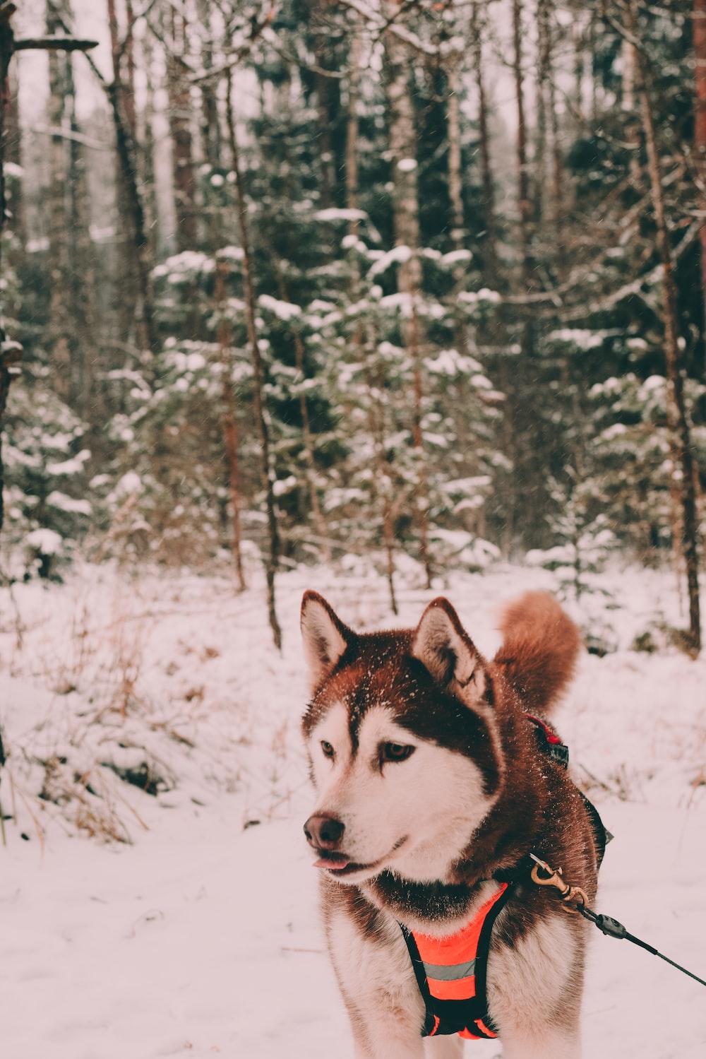 Husky With Black And Orange Harness On Snow Field Photo Pet
