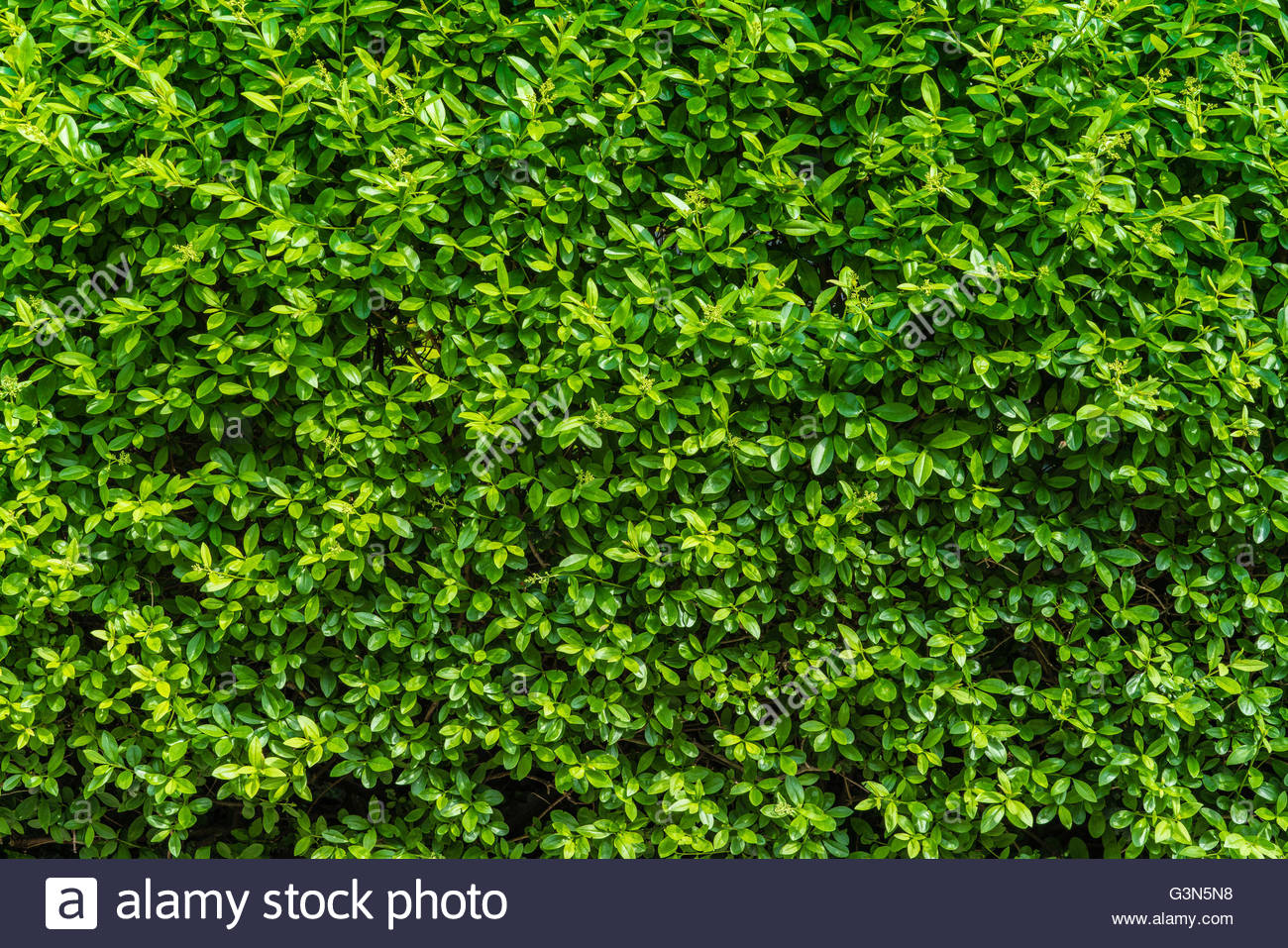 Excellent Green Leaf Vegetation Background Scene Natural Candid