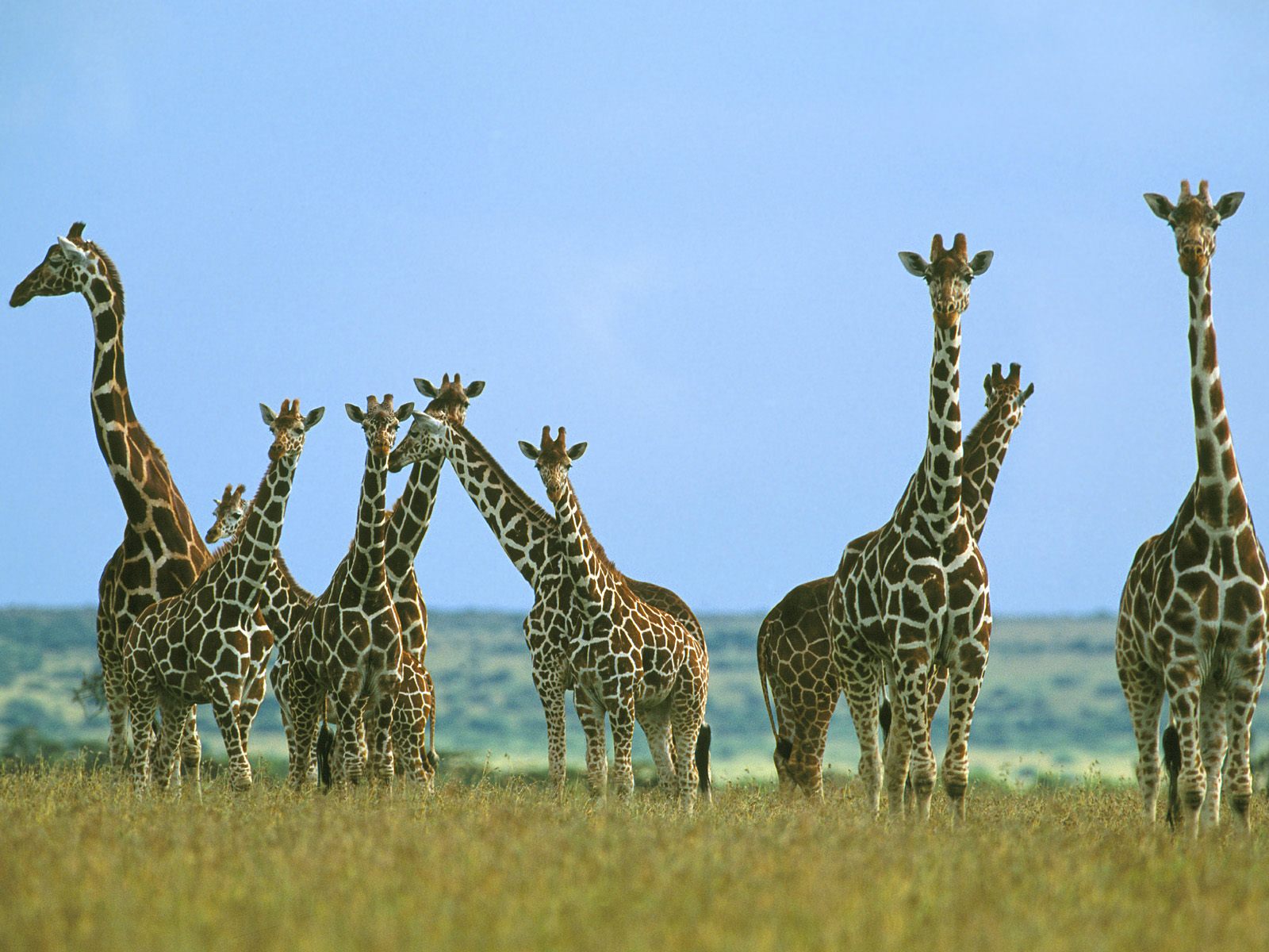 Giraffe Herd In Field Kenya Africa Giraffes Wallpaper