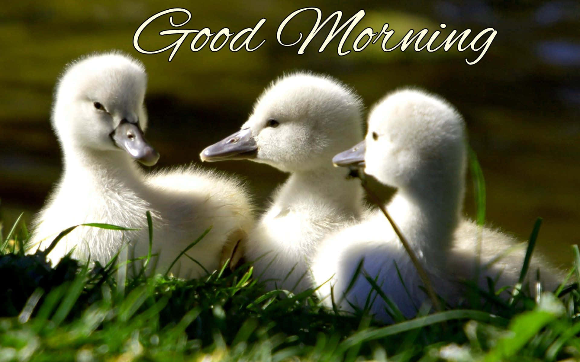 Baby Duck Background Wallpaper