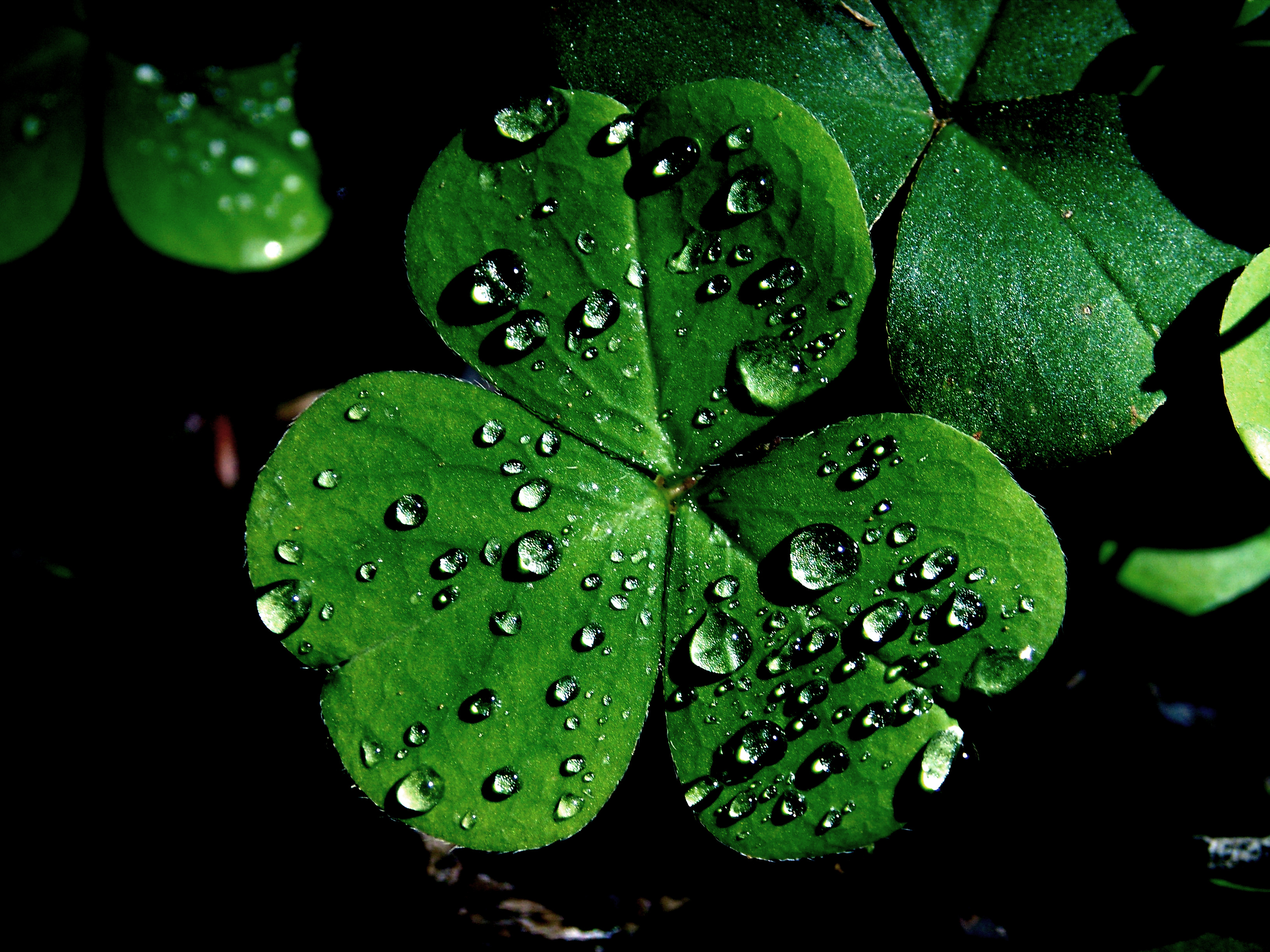 The History Of Irish Shamrock Cool Image