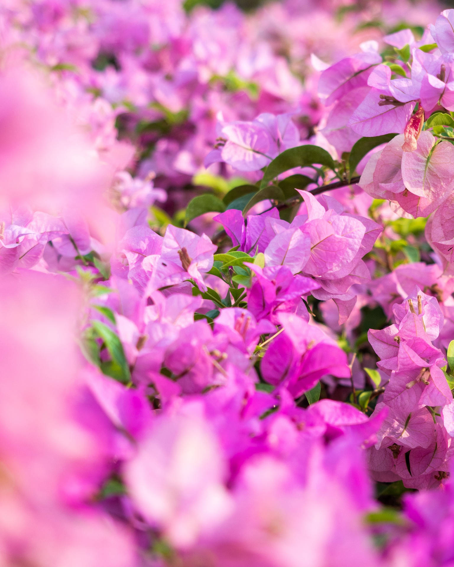 Flower Android Wallpaper