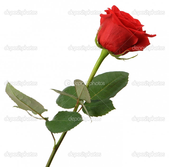  best flowers red rose rose the beautiful red rose rose wallpapers