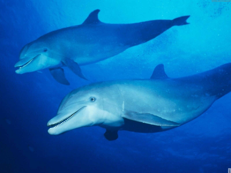 Nature Sea Dolphins Underwater Wallpaper Animals HD