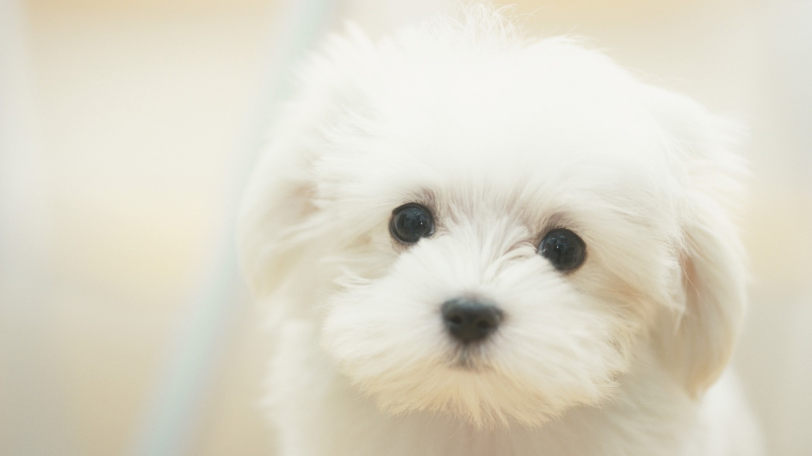 Cute Puppy wallpaper 1600x900